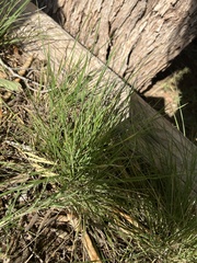 Nassella leucotricha