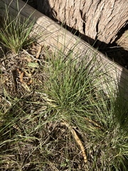 Nassella leucotricha