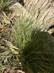 Nassella leucotricha