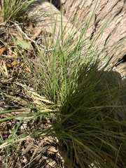Nassella leucotricha