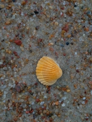 Cerastoderma