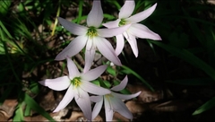 Zephyranthes atamasco