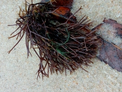 Furcellaria lumbricalis