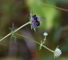 Litomegachile