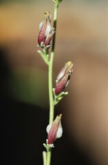 Cordylanthus nevinii