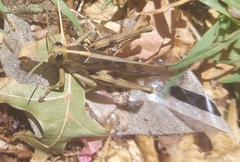 Acanthacris ruficornis