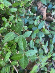 Trachelospermum asiaticum