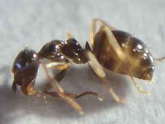 Prolasius advena