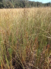 Carex lasiocarpa