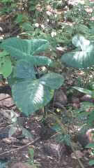 Xanthosoma robustum