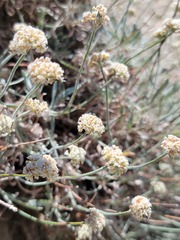 Eriogonum pauciflorum
