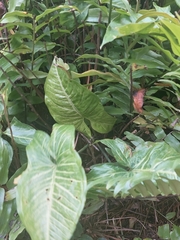 Syngonium podophyllum