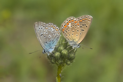 Polyommatus bollandi