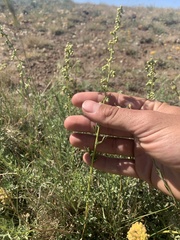 Artemisia michauxiana