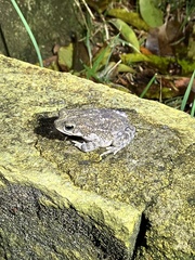 Rhinella granulosa