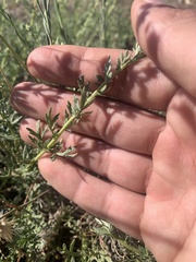 Artemisia michauxiana