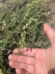 Artemisia michauxiana