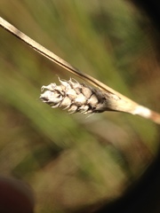 Carex lasiocarpa