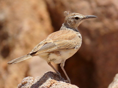 Certhilauda subcoronata benguelensis