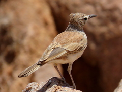 Certhilauda subcoronata benguelensis