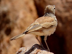 Certhilauda subcoronata benguelensis