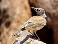 Certhilauda subcoronata benguelensis