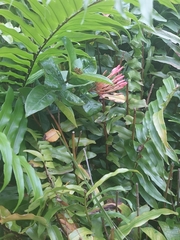 Nephrolepis exaltata