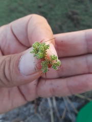 Azolla microphylla