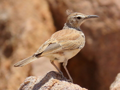 Certhilauda subcoronata benguelensis