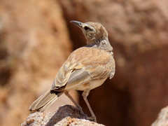 Certhilauda subcoronata benguelensis