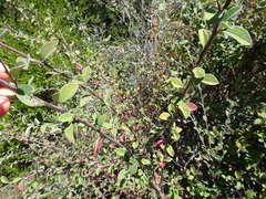 Cotoneaster pannosus