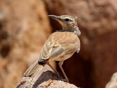 Certhilauda subcoronata benguelensis