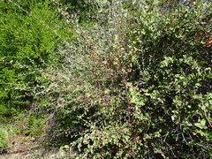 Cotoneaster pannosus