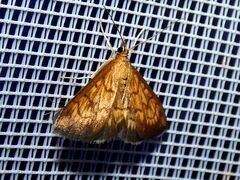 Ecpyrrhorrhoe rubiginalis