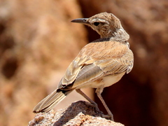 Certhilauda subcoronata benguelensis