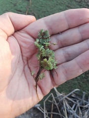 Azolla microphylla