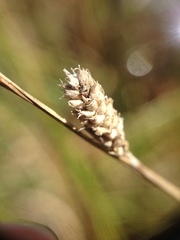 Carex lasiocarpa