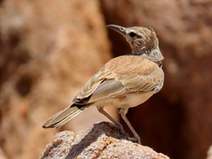 Certhilauda subcoronata benguelensis