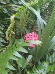 Ixora coccinea
