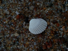 Cerastoderma