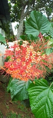 Clerodendrum paniculatum