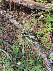 Tillandsia utriculata