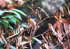 Cyornis lemprieri