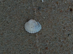 Cerastoderma