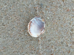 Cerastoderma