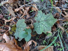 Heuchera micrantha