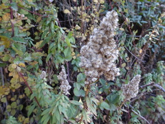 Solidago spathulata