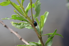 Phaedon semimarginatus