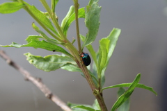 Phaedon semimarginatus