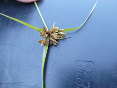 Cyperus eragrostis